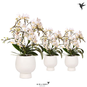 White Phalaenopsis Orchid – 9cm Ceramic Pot