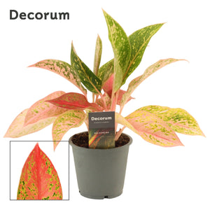 Aglaonema ‘Prestige’ – 12cm Pot, 35cm High