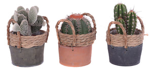 Mixed Cactus Collection in Ceramic Pot – 13cm