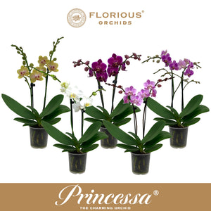 White Phalaenopsis Orchid ‘Princessa’ – 9cm Pot