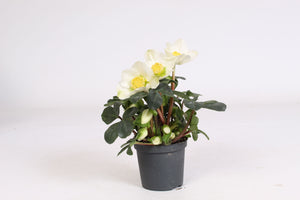 Christmas Carol Hellebore (Helleborus) – 7cm Pot