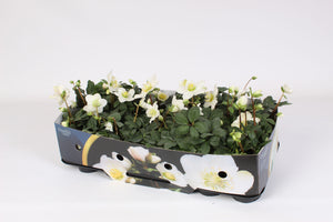 White Hellebore ‘Christmas Carol’ – 9cm Pot