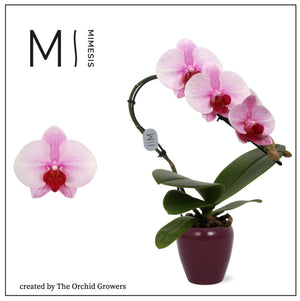 Pink Phalaenopsis Orchid – 7cm Ceramic Pot