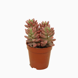 Sedum Rubrotinctum ‘Aurora’ Succulent – 5.5cm Pot