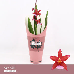 Cambria ‘Crimson Star’ Orchid – 12cm Pot