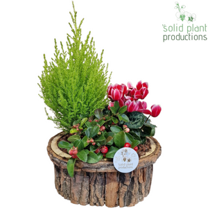Large Brown Bark Arrangement – 26cm Pot