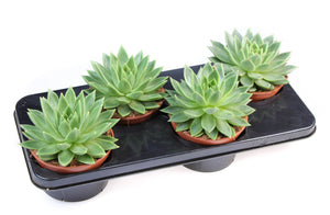 Echeveria Miranda Succulent – 15cm Pot