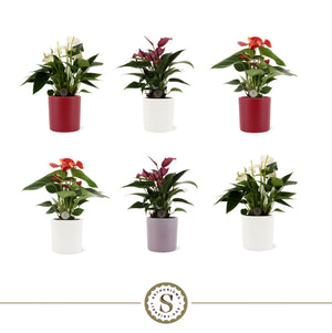 Mixed Anthurium Houseplant – 9cm Ceramic Pot