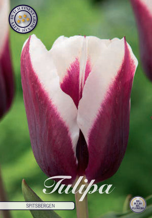 Tulipa Triumph ‘Spitsbergen’ Flower Bulbs – 7 Bulbs
