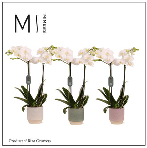 White Phalaenopsis Orchid – 2 Stem, 12cm Ceramic Pot