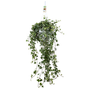 English Ivy (Hedera helix) – 24cm Pot