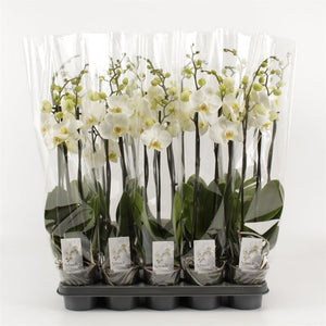 White Phalaenopsis Orchid – 6 Stem, 12cm Pot
