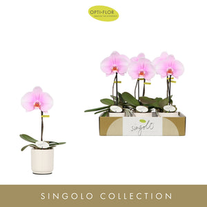 White Phalaenopsis Orchid – 9cm Ceramic Pot