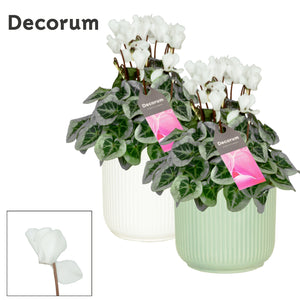 White Small-Flowered Cyclamen persicum – 15cm Ceramic Pot