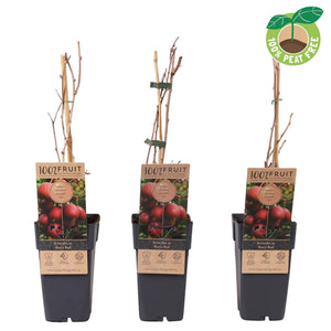 Ken’s Red Hardy Kiwi (Actinidia arguta) – 15cm Pot