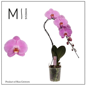 Purple Phalaenopsis Orchid – 12cm Pot, 70cm High