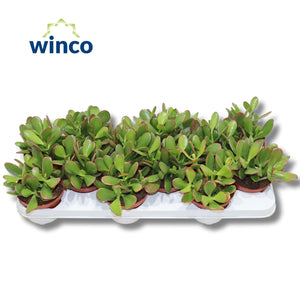 Crassula ‘Sunset’ Succulent – 10.5cm Pot