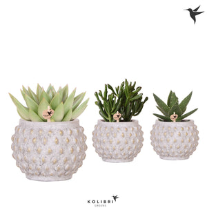 Mixed Succulent Arrangement – Gold and Copper 9cm Pot