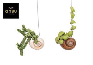 Dischidia ‘Nu Shelly’ – 10cm Hanging Pot