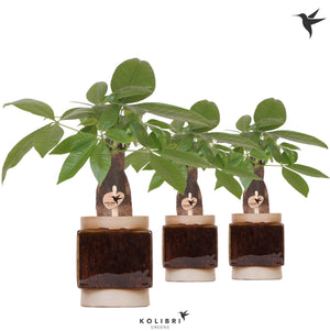 Pachira Aquatica Money Tree – 9cm Ceramic Cube Pot