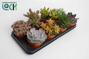 Mixed Cacti and Succulents – 12cm Pot