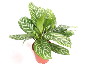 Aglaonema ‘Stripes’ – 24cm Pot, 80cm High