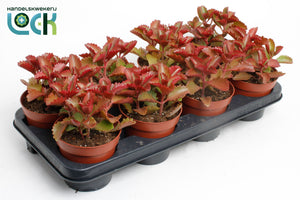 Kalanchoe pinnata – 12cm Pot