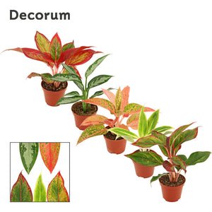 Aglaonema Mixed Variety – 9cm Pot, Approx. 20cm High