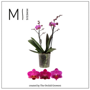 Purple Phalaenopsis Orchid – 2 Stem, 9cm Pot