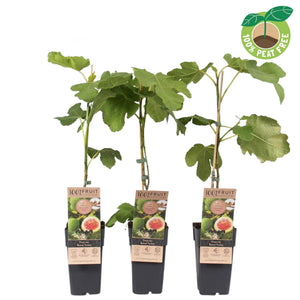 Brown Turkey Fig Tree (Ficus carica) – 15cm Pot