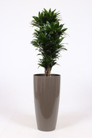 Dracaena Compacta ‘Janet Craig’ – 33cm Pot, 140cm High