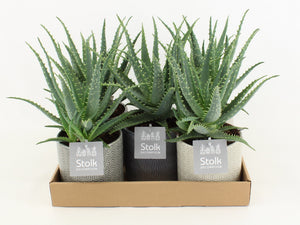 Aloe arborescens in Gaia Ceramic Pot – 13cm