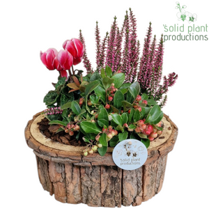 Large Oval Bark Plant Arrangement – 26cm