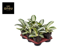 Aglaonema ‘Silver Blue’ – 12cm Pot, 30cm High