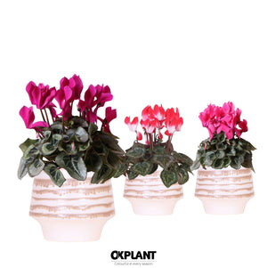 Mixed Cyclamen persicum in White Ceramic Pot – 12cm