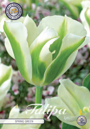 Spring Green Viridiflora Tulip Bulbs – 12/+