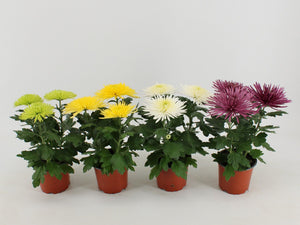 Mixed Chrysanthemum ‘Anastasia’ – 12cm Pot