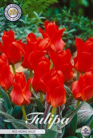 Tulipa Greigii ‘Red Riding Hood’ Flower Bulbs – 7 Bulbs