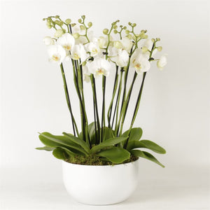 White Phalaenopsis Orchid – 26cm Ceramic Pot