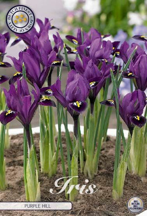 Iris reticulata ‘Purple Hill’ Flower Bulbs – 15 Bulbs