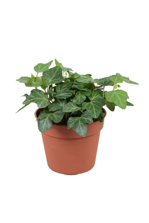 English Ivy (Hedera helix) – 9cm Pot