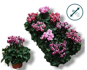 Lilac Small-Flowered Cyclamen (Cyclamen persicum) – 10.5cm Pot