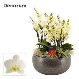 Phalaenopsis Orchid ‘Lausanne’ – 27cm Ceramic Pot