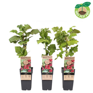 Thornless Loganberry (Rubus) – 15cm Pot