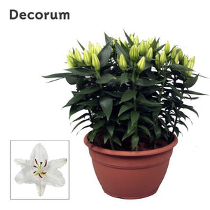 True Emotion Oriental Lily – 35cm Pot, 60cm High