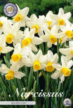 Narcissus ‘Golden Echo’ Flower Bulbs – 7 Bulbs