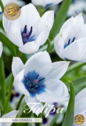 Tulipa Alba Coerulea Flower Bulbs – Pack of 5