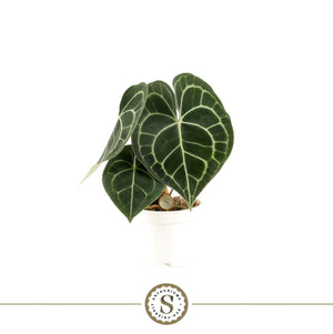 Anthurium Clarinervium – 12cm Pot, 30cm Tall