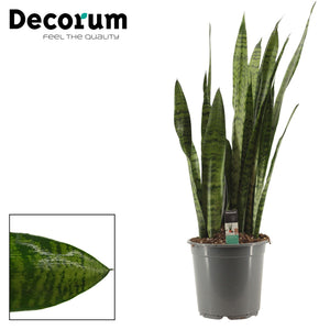 Zeylanica Snake Plant (Sansevieria zeylanica) – 21cm Pot