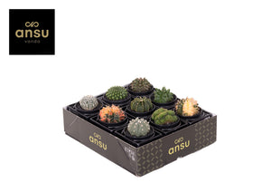 Mixed Cactus Display – 10cm Pot, 12cm High
